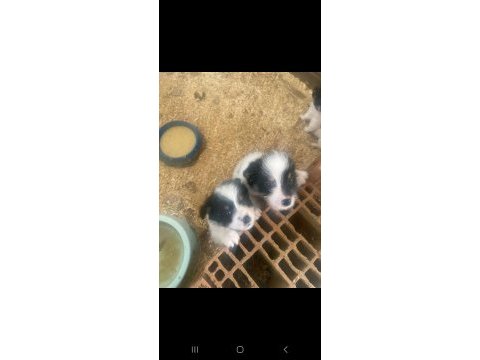 Sahiplendirilmeye hazır 40 günlük 2 erkek 1 dişi shih tzu