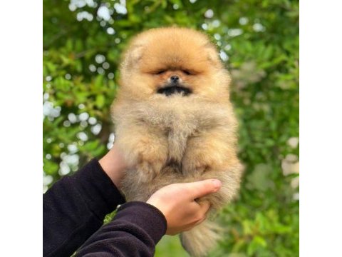 Yavru köpeğimiz pomeranian boo
