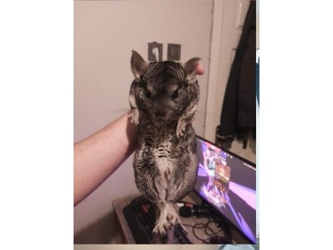 Chinchilla erkek
