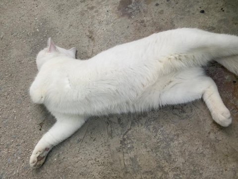 British shorthair 1 yaşında