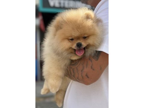 Üst düzey show kalite pomeranian boo