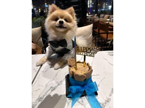 Pomeranian