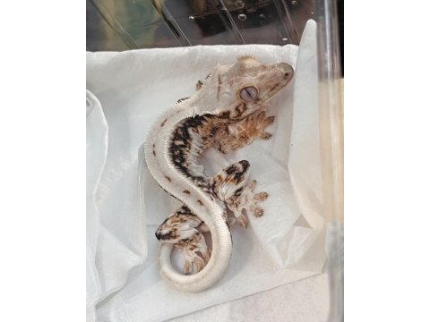 Crested geckolar