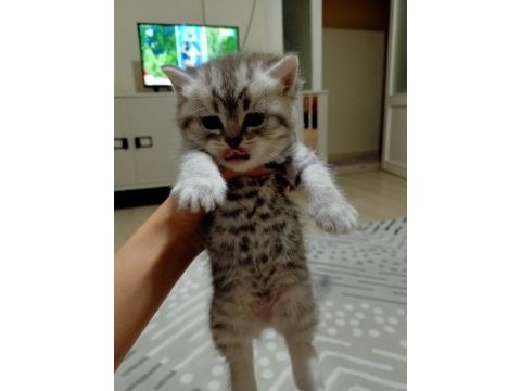 British shorthair bebişlerimizi sahiplendiriyoruz