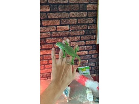 Yavru yeşil iguana