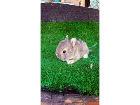 Safkan hollanda lop ve cüce tavşan yavrular