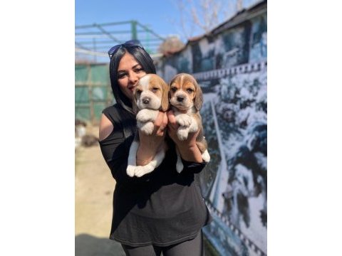 Elizabet dişi beagle yavrularım