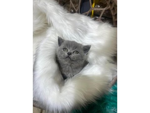 Güzel british shorthair yavrular yeni yuvalarını arıyor