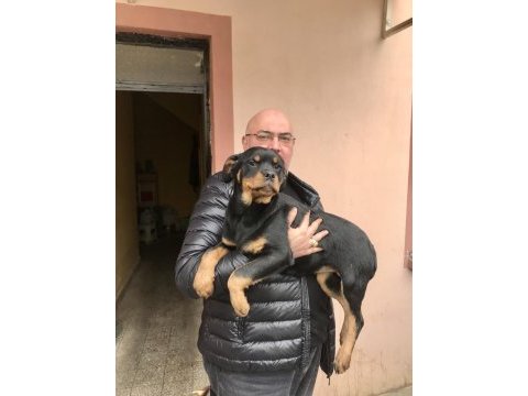 Günü gelen aşıları yapılmış erkek gibi dişi rottweiler