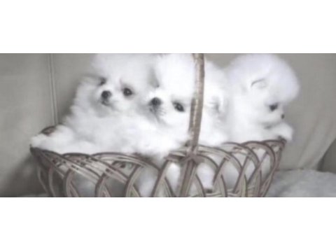 Pomeranian boo yavrular