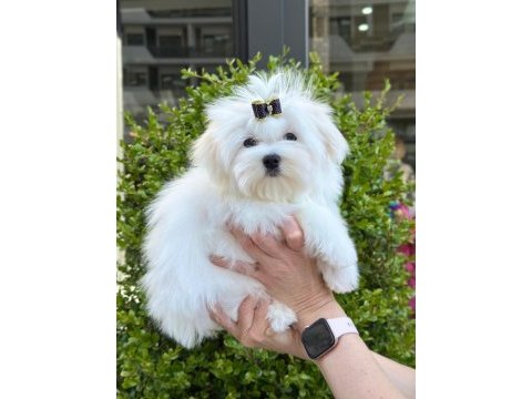 Kore maltese