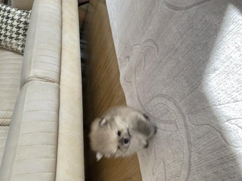 Yavru 1 aylık pomeranian