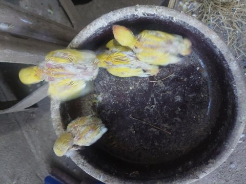Damızlık orange face lutino sevdalar.