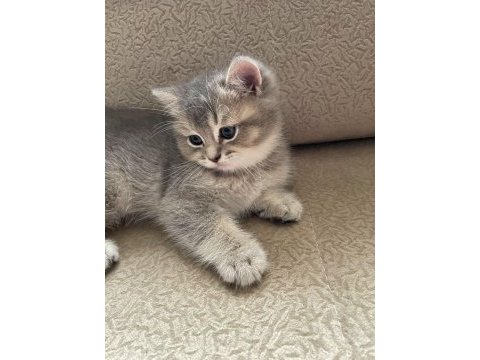 2 aylık british shorthair yavruları