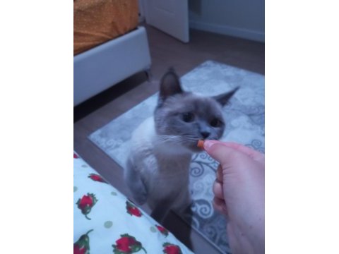 1 yaşında british shorthair kedimiz