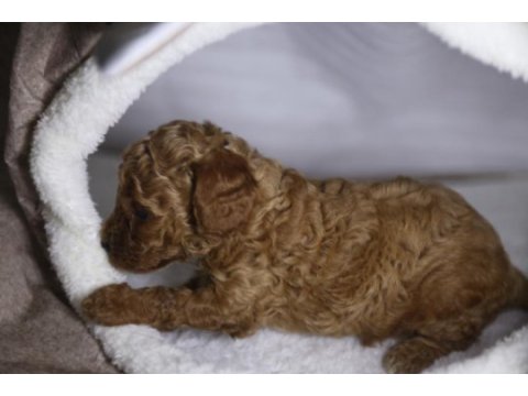 F2 orjinal maltipoo 3 kız kardeş