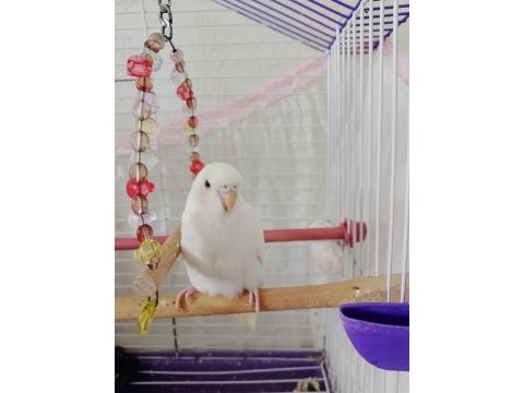 Cins yavru ele gelen muhabbet kuşu