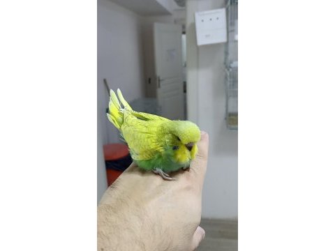 Alıştırmalık şov muhabbet kuşu yavrular