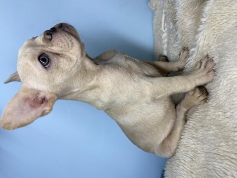 Renkli gözlü erkek french bulldog bebek yeni yuvasını arıyor