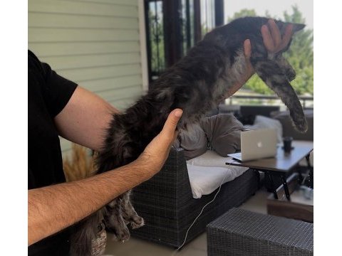 Wcf üyesi grand design catteryden black smoke maine coon