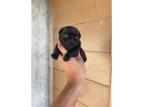 A kalite yavrular pug