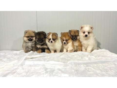 Orjinal sağlıklı pomeranian