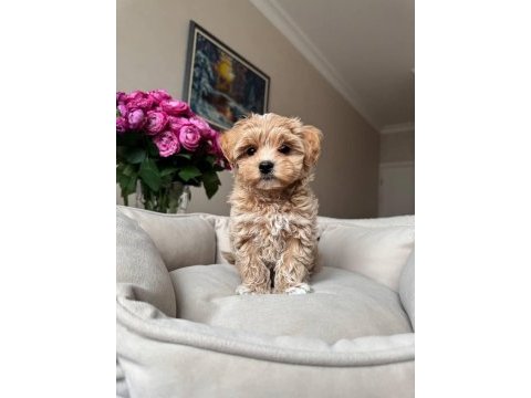 Kıvırcık kıvırcık maltipoo bebekler