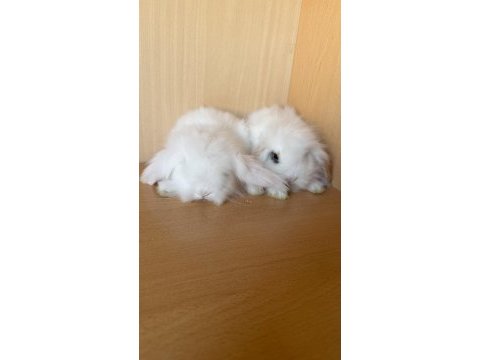Uyguna lop tavşanlar ilk gelen alır