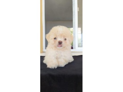 Pekines yavrularımız