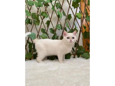 Golden ny1233 dişi british shorthair