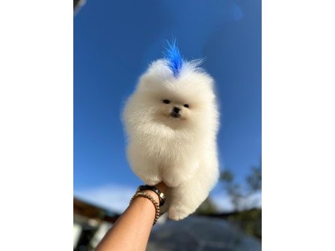 Bebek yüzlü kore poodle yavrumuz