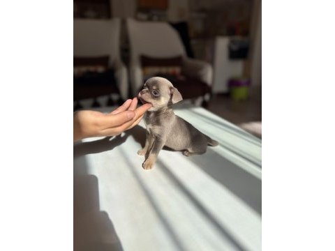 Micro boy en kaliteli şivava yavrular