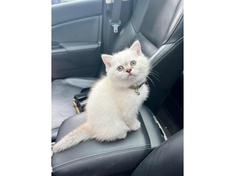 Safkan dişi british shorthair yavrumuz