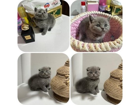 British shorthair yavrularımız