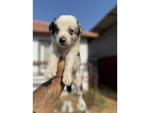 Blue merle ve siyah beyaz safkan border collie yavrular