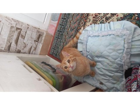 Aslan kedimiz yuvasını arıyor çok acil