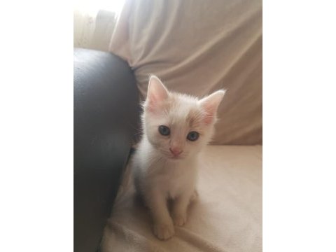 Sevimli oyuncu kedimiz kırpık ve kardeşleri