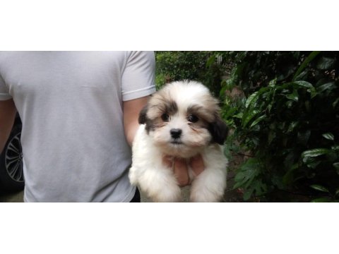 Sevimli morkie yavrular