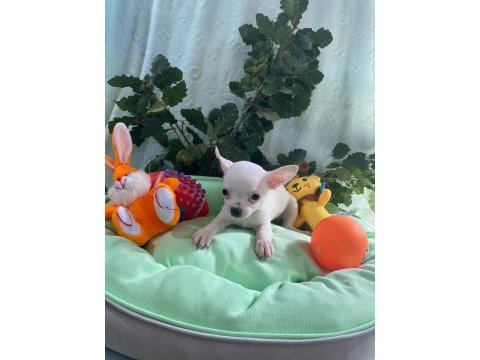 Chihuahua yavrularımız