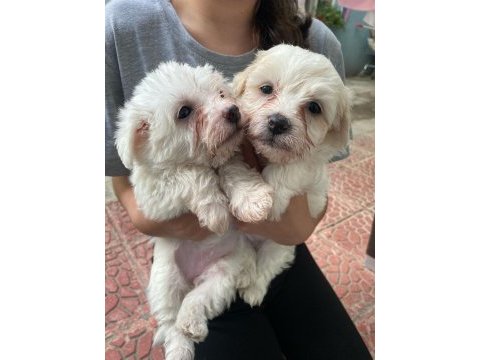 Yavru terrier köpeklerim