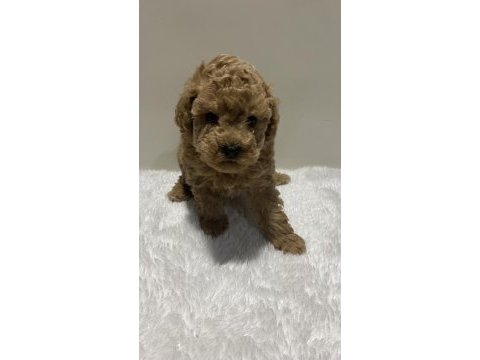Red renk tarçın renk dişi erkek poodle yavrular