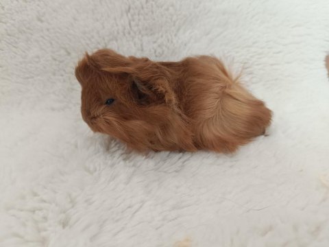 Guinea pig bebekler