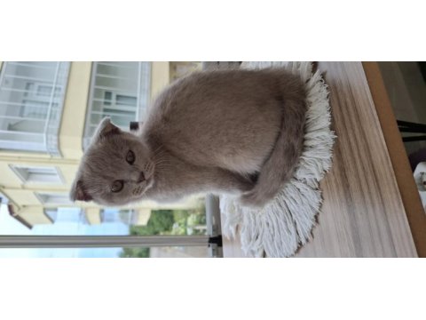 2 aylık yavru scottish fold