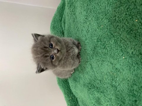 Munchkin cüce