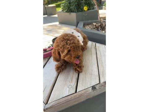Minyatür toy poodle yavru