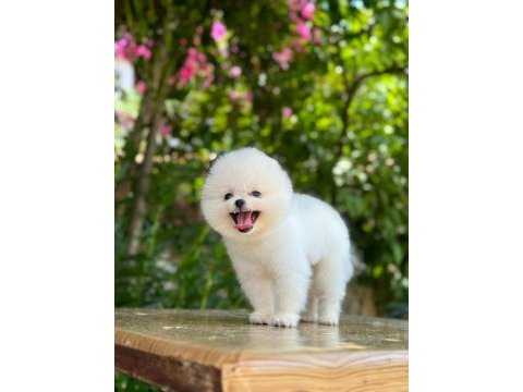 Sevimli pomeranian boo bebekler