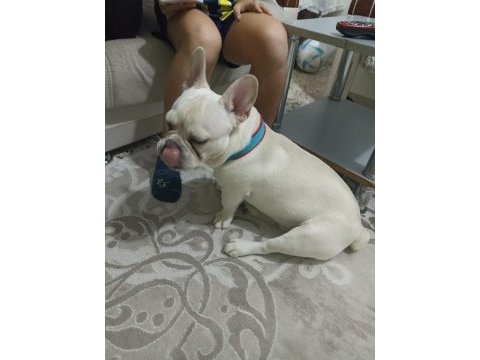 French bulldog 8 aylık erkek aşıları tam eve uyumlu