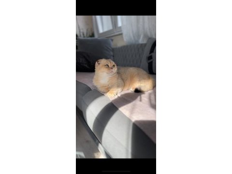 Golden scottish fold shorthair
