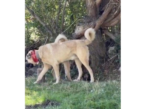 Domuza kurda garantili sürü köpekleri