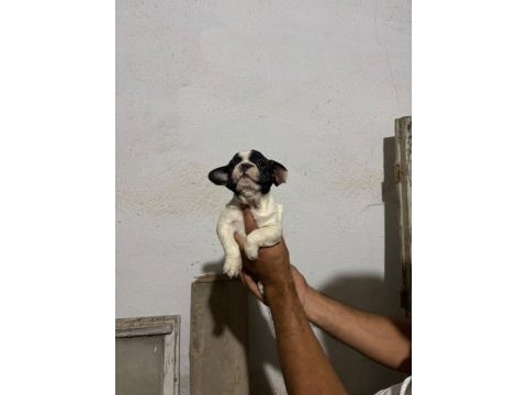 French bulldog yavrular ırk sağlık garantili